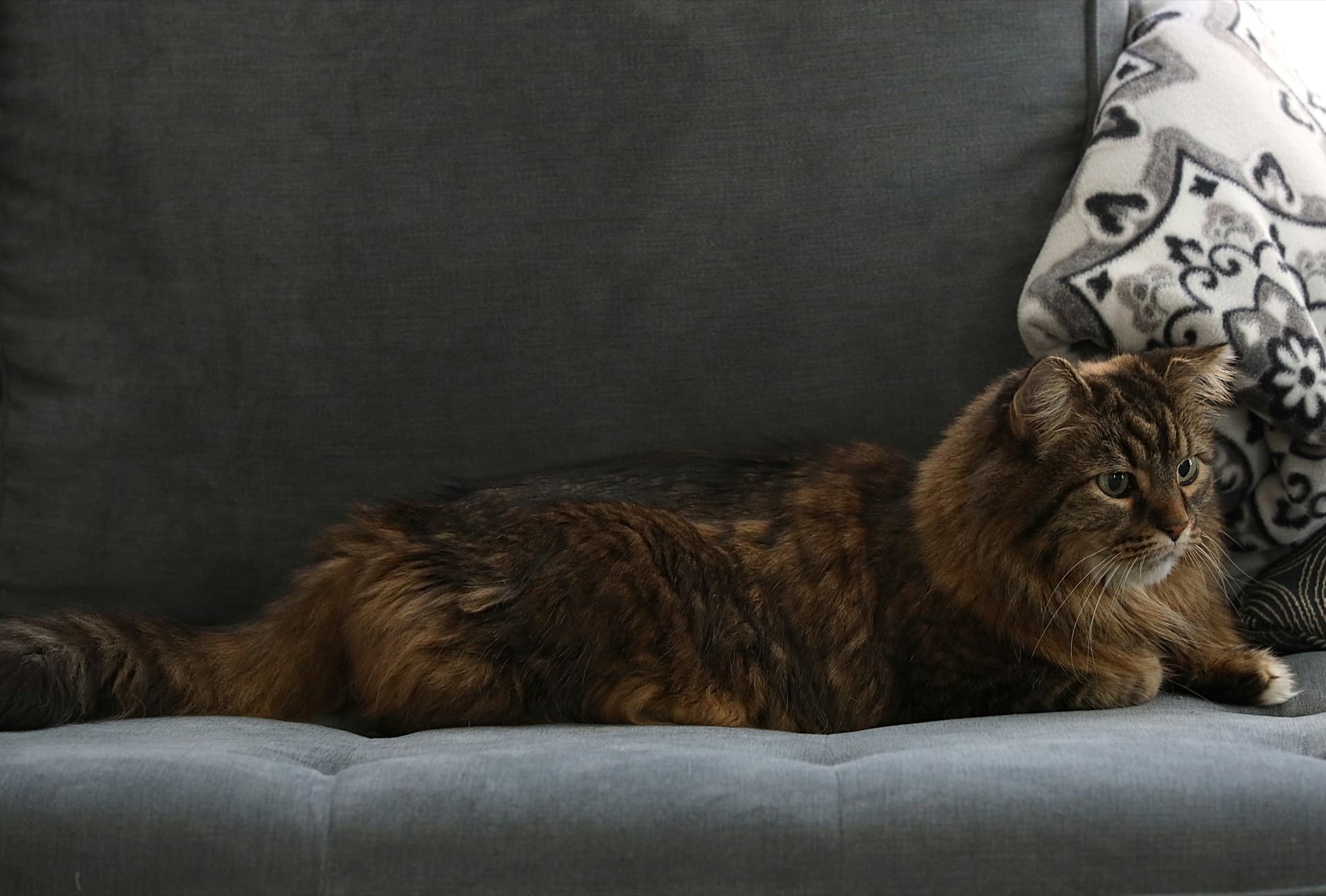Pet Odor vs. Pet Dander: What's Actually in Your Air