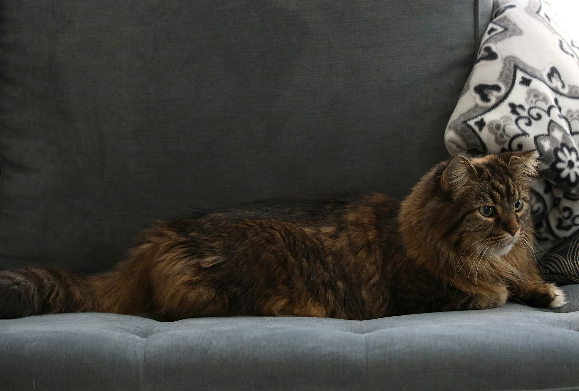 Pet Odor vs. Pet Dander: What's Actually in Your Air